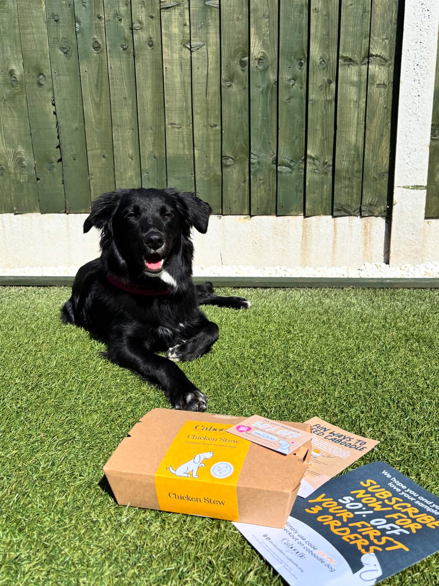 @sadie.onthego Brandpay user posted photo about Doggie Delight Delivered