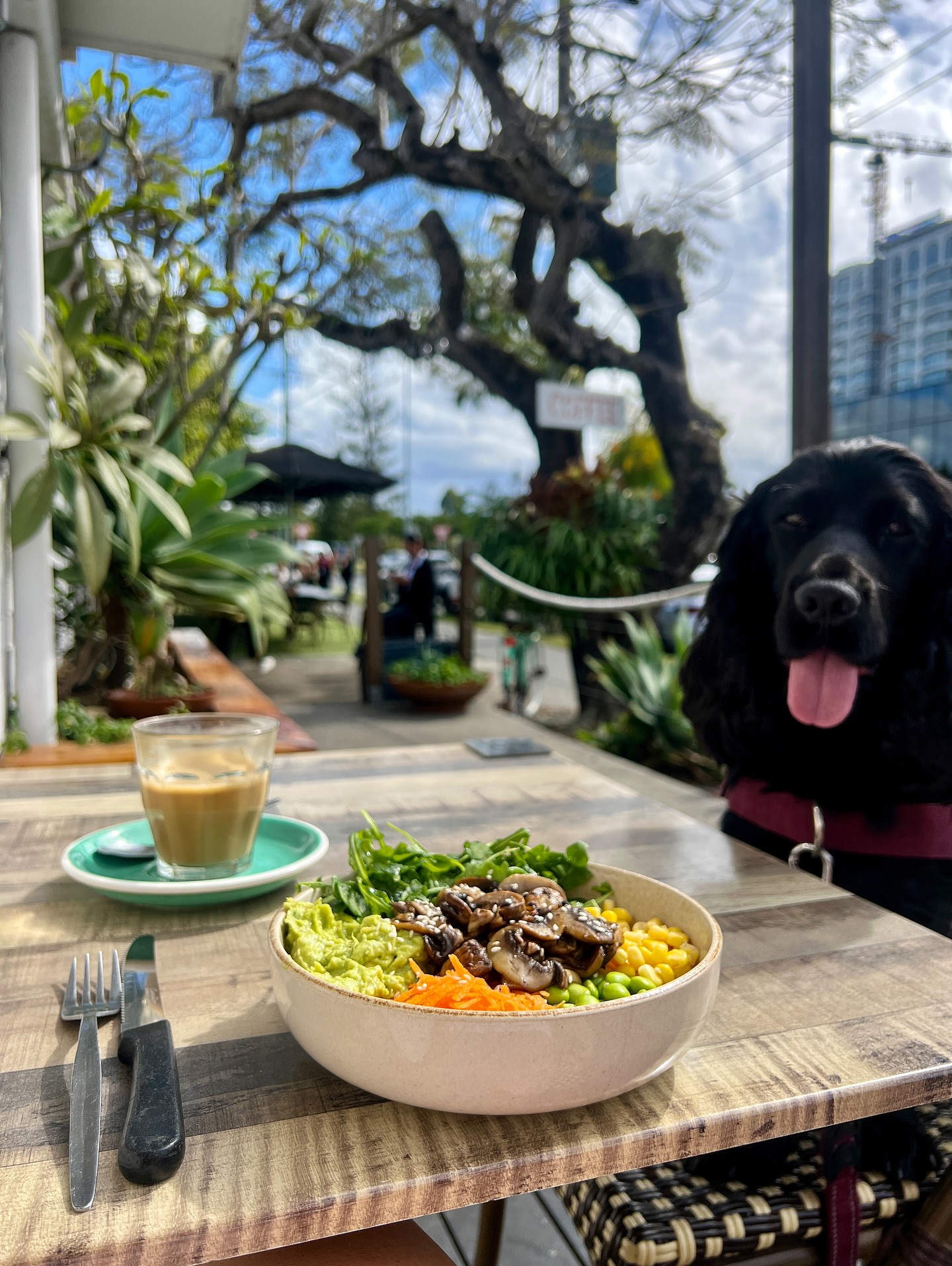 @sophiefit.vegan Brandpay user posted photo about Capture the Bonsai Vibe. Post what you love. Get rewarded for it. 🤩